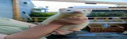 Ferret rodents for sale: Beautiful Ferret Kits for sale  - Advert 6