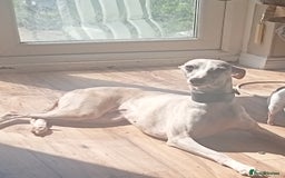 Whippet dogs for sale: Stunning whippet pups - Image 2