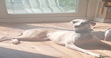 Whippet dogs - Advert 9