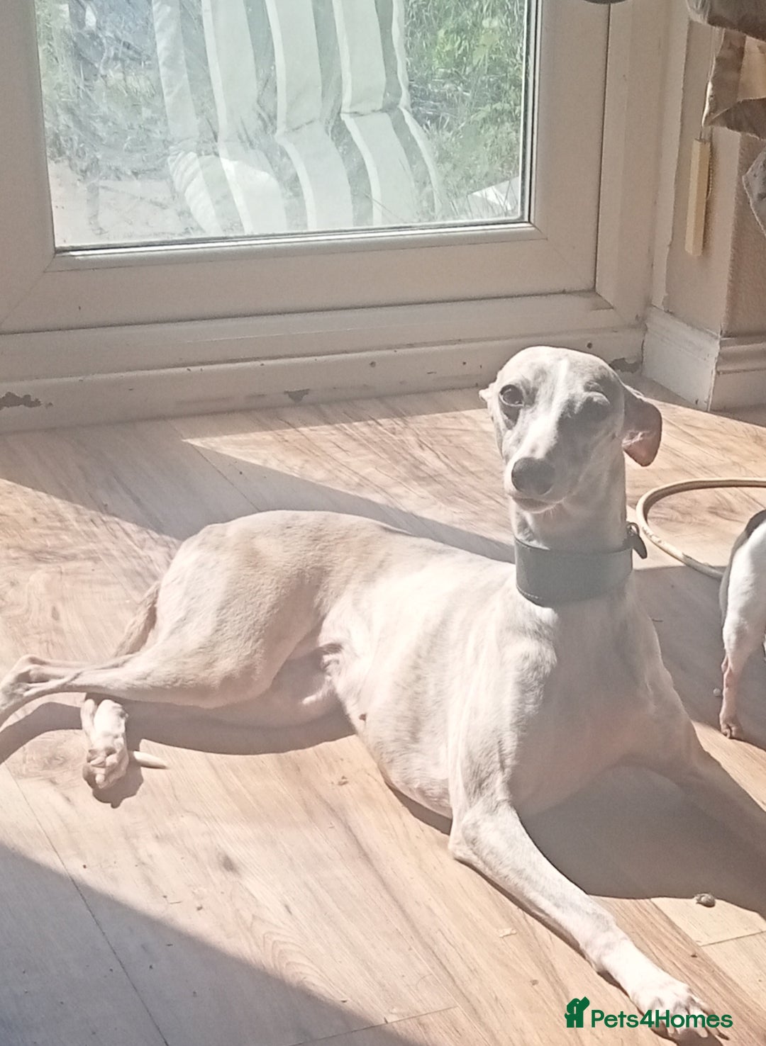 Whippet dogs for sale: Stunning whippet pups - Image 2