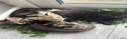 Mixed Breed cats for sale: 4 stunning kittens  - Advert 3
