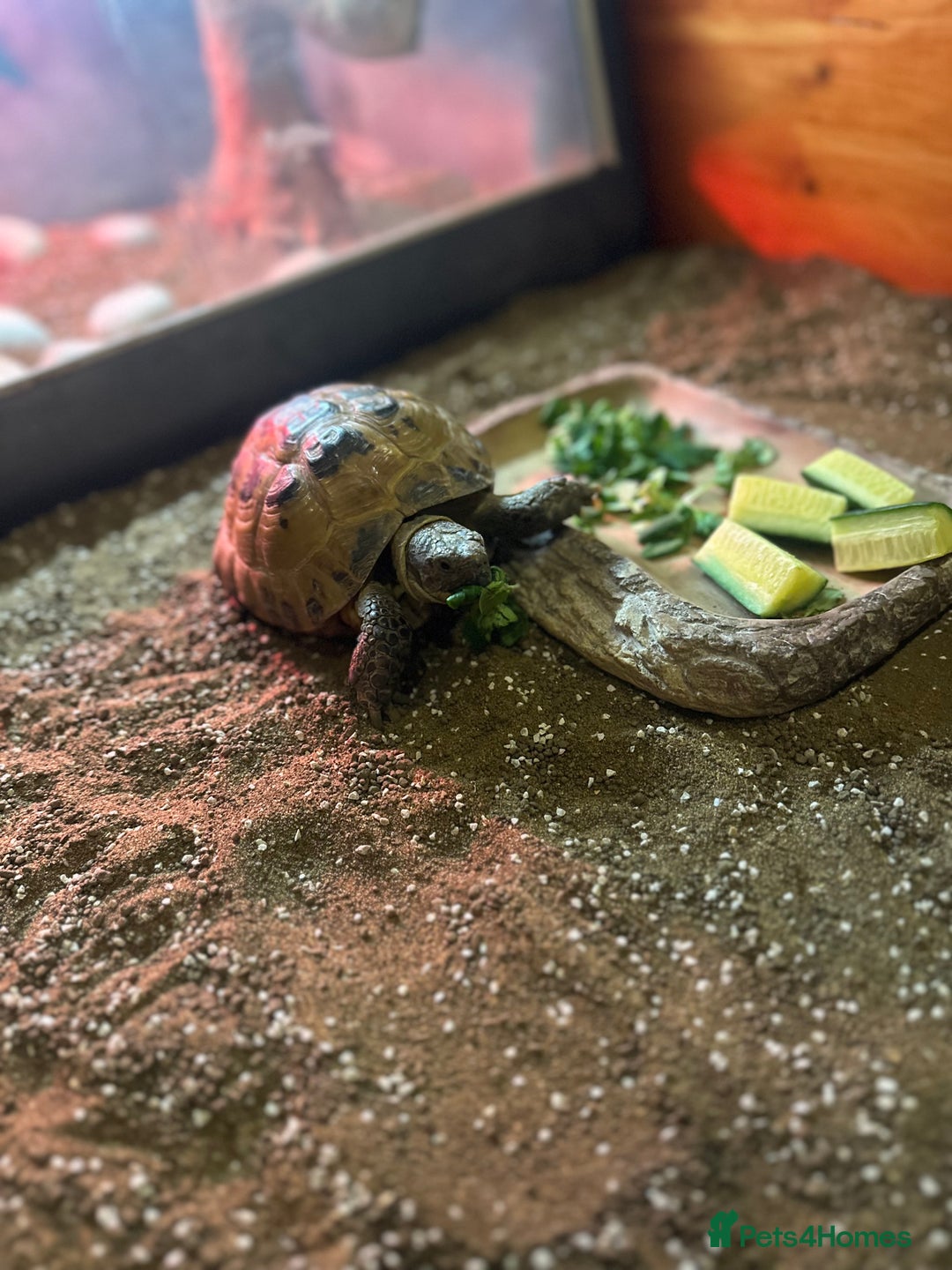 Tortoise reptiles for sale: Horsefield Tortoise and set up - Image 12