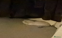 British Shorthair cats for sale: British short hair/persian mother - Image 12