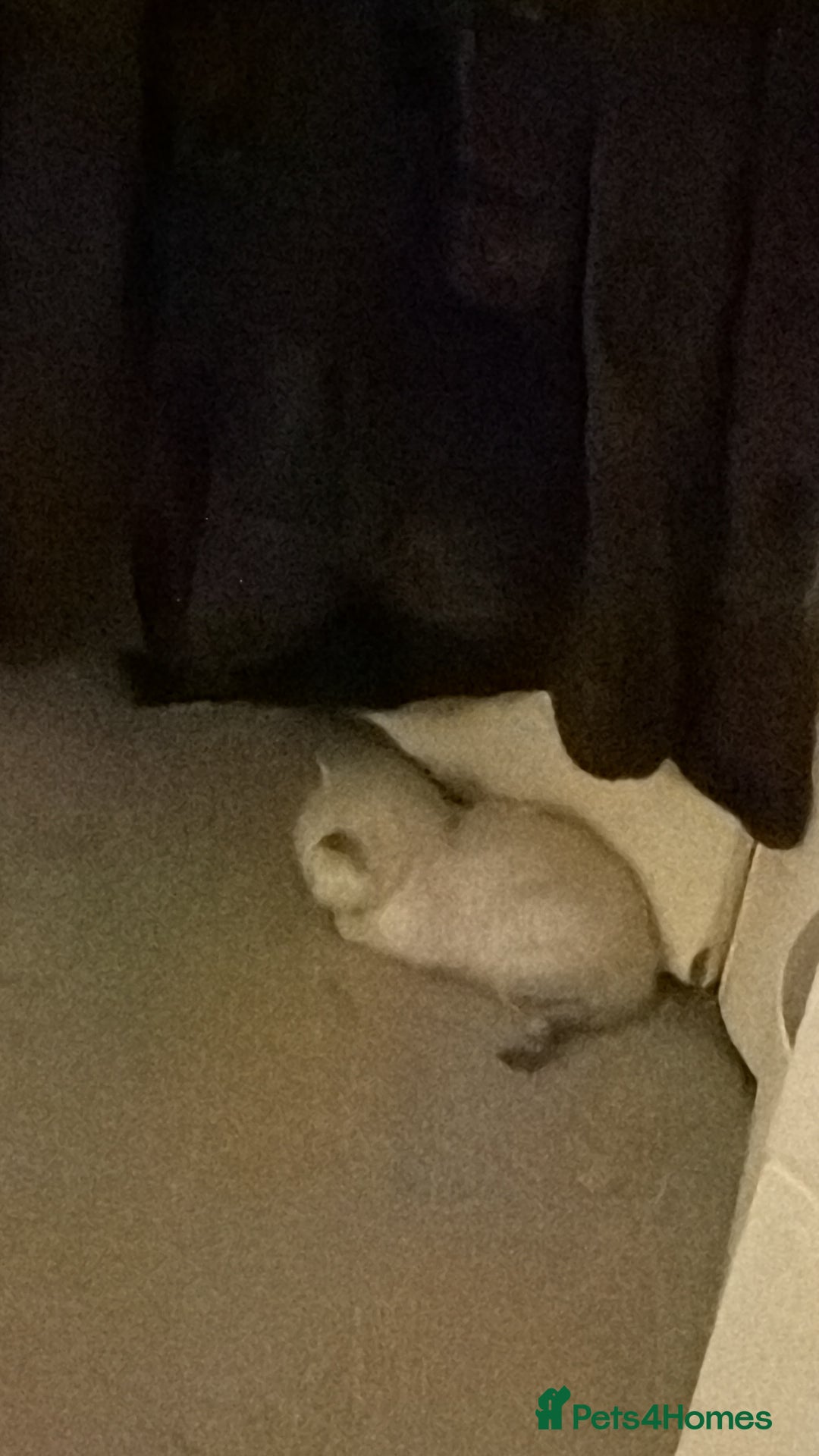 British Shorthair cats for sale: British short hair/persian mother - Image 12