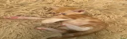 Mixed Breed cats for sale: Beautiful Ginger boy available for good home  - Advert 3