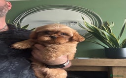 Cavapoo dogs for sale: Little man needs a loving home  - Image 5