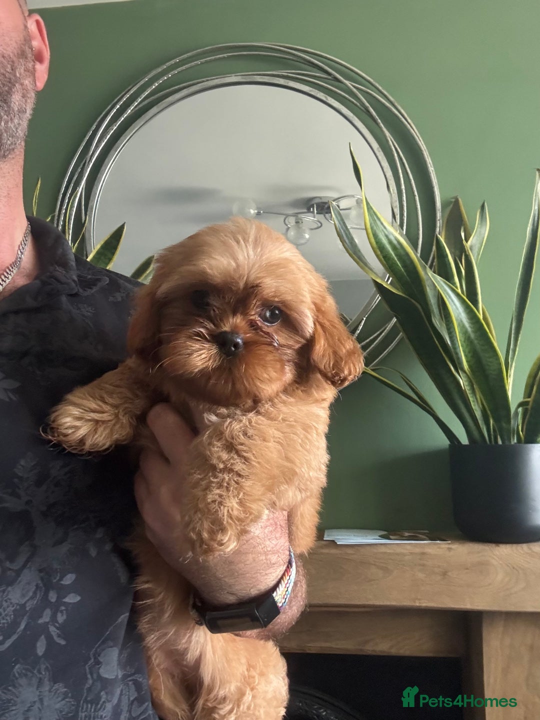 Cavapoo dogs for sale: Little man needs a loving home  - Image 5