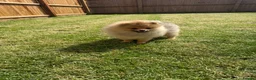 Pomeranian dogs for sale: Teddy face Pomeranians  - Advert 20