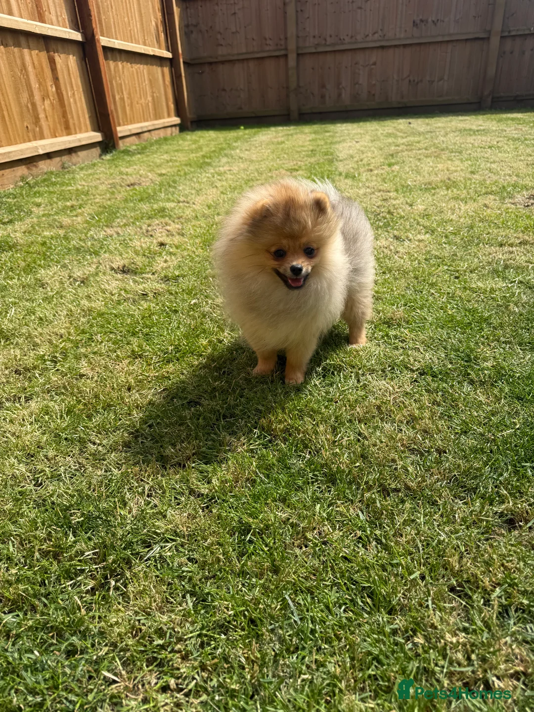 Pomeranian dogs for sale: Teddy face Pomeranians  - Advert 20