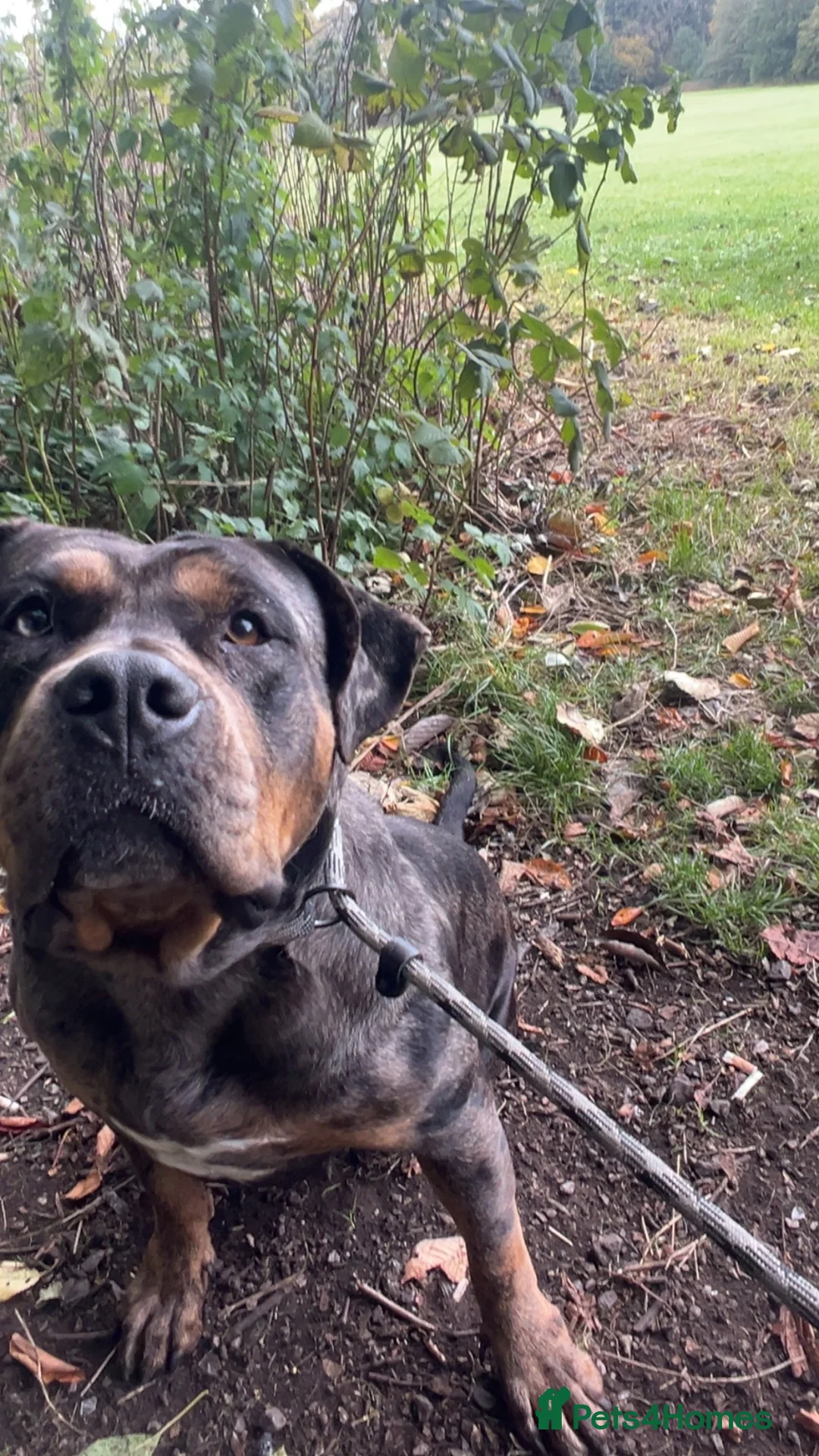Mixed Breed dogs for stud: Fully trained Rottweiler mixed bully in Bradford - Advert 3