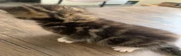 Mixed Breed cats for sale: Garfield  in Hull - Advert 9