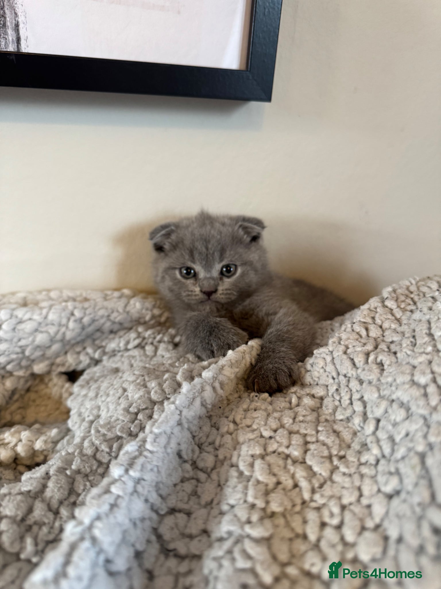 Scottish Fold cats Gorgeous purebred Scottish Fold Kittens! - Advert 1
