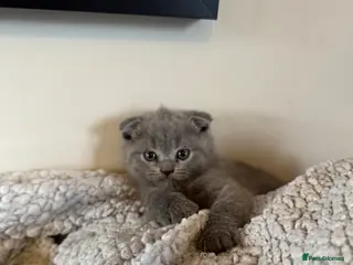 Scottish Fold cats Gorgeous purebred Scottish Fold Kittens! - Advert 1