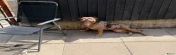 Olde English Bulldogge dogs for sale: Old English bulldogee  - Advert 7