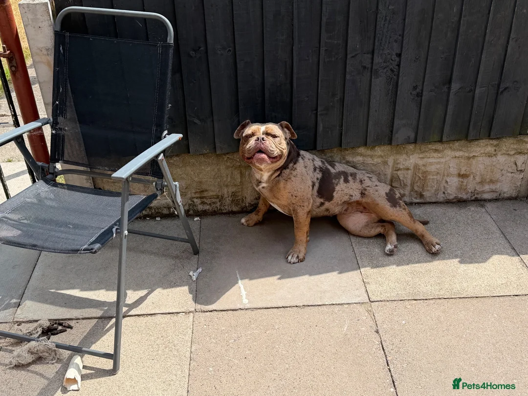Olde English Bulldogge dogs for sale: Old English bulldogee  - Advert 7