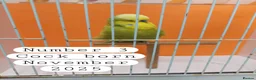 Budgerigars birds for sale: Baby budgies Ashford Kent  - Advert 4