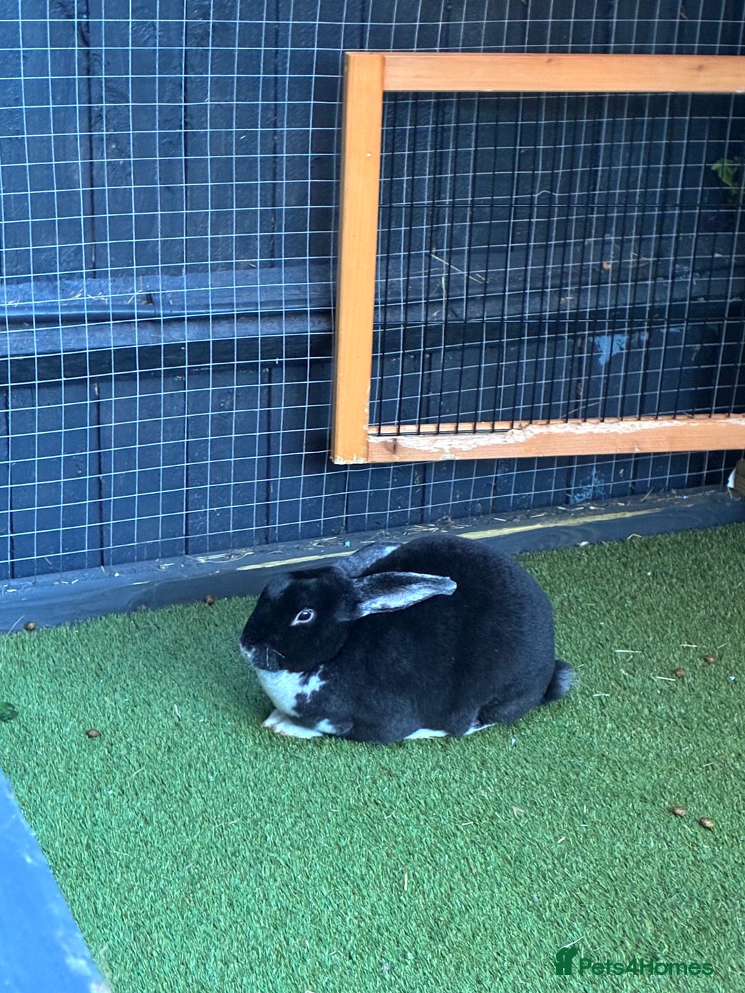 Mixed Breed rabbits for sale: 2 female rabbits 3 months old - Advert 2