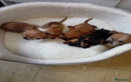 Chorkie dogs for sale: Chihuahua x Yorkshire terrier  - Image 16