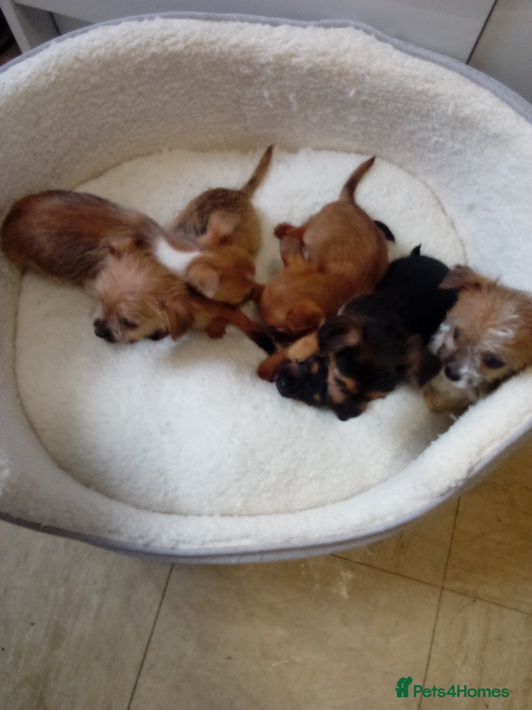 Chorkie dogs for sale: Chihuahua x Yorkshire terrier  - Image 16