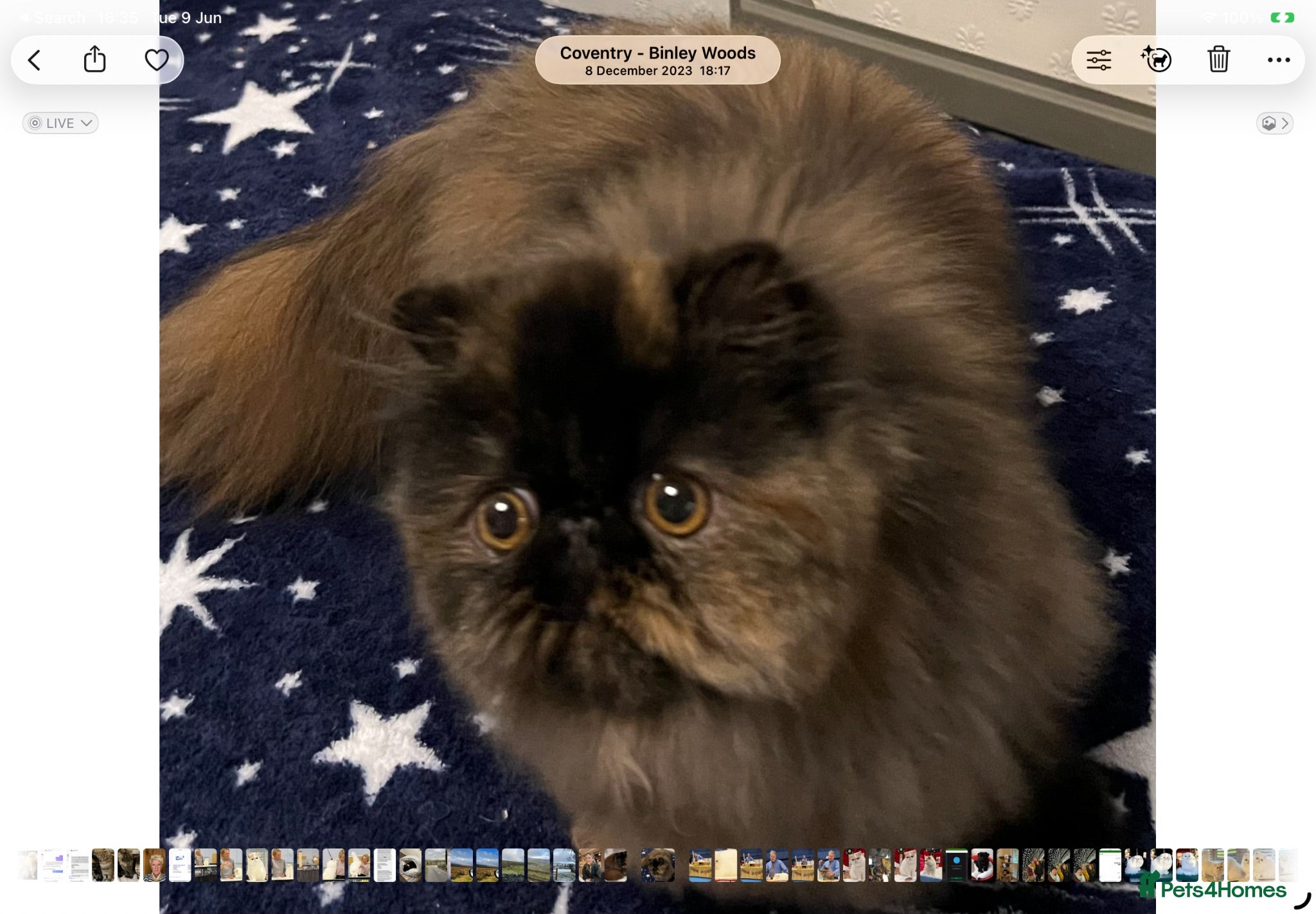 Persian cats Pretty Tortie Girl - Advert 1