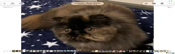 Persian cats for sale: Pretty Tortie Girl - Advert 1