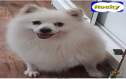 Pomsky dogs for sale: Pomsky boy F2 for new home  - Image 1