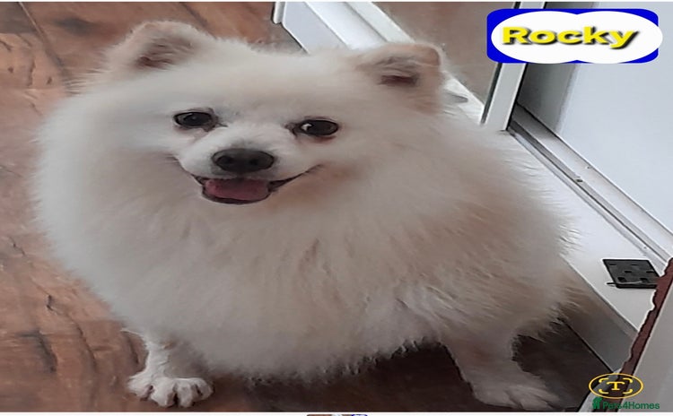 Pomsky dogs - Advert 1