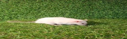 Rat rodents for sale: DWARF RATS - Advert 3