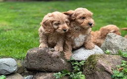 Cockapoo dogs for sale: Stunning cockapoos ready now for loving homes  - Image 3