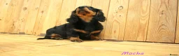 Miniature Dachshund dogs for sale: 🌟Dapple & Black Tan PRA Clear KC reg – June 26🌟 - Advert 17