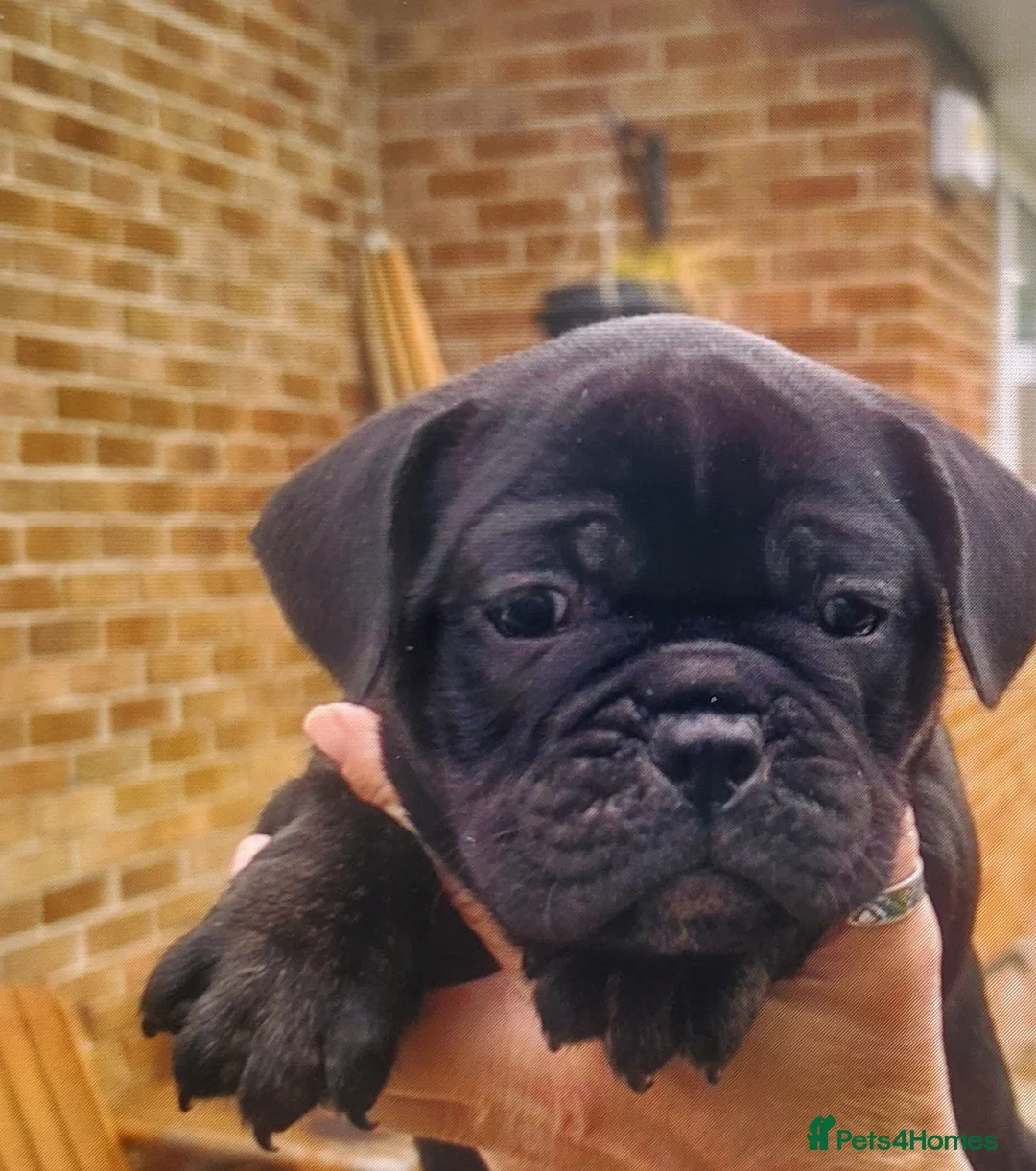 French Bulldog dogs for sale: French bulldog - Advert 11