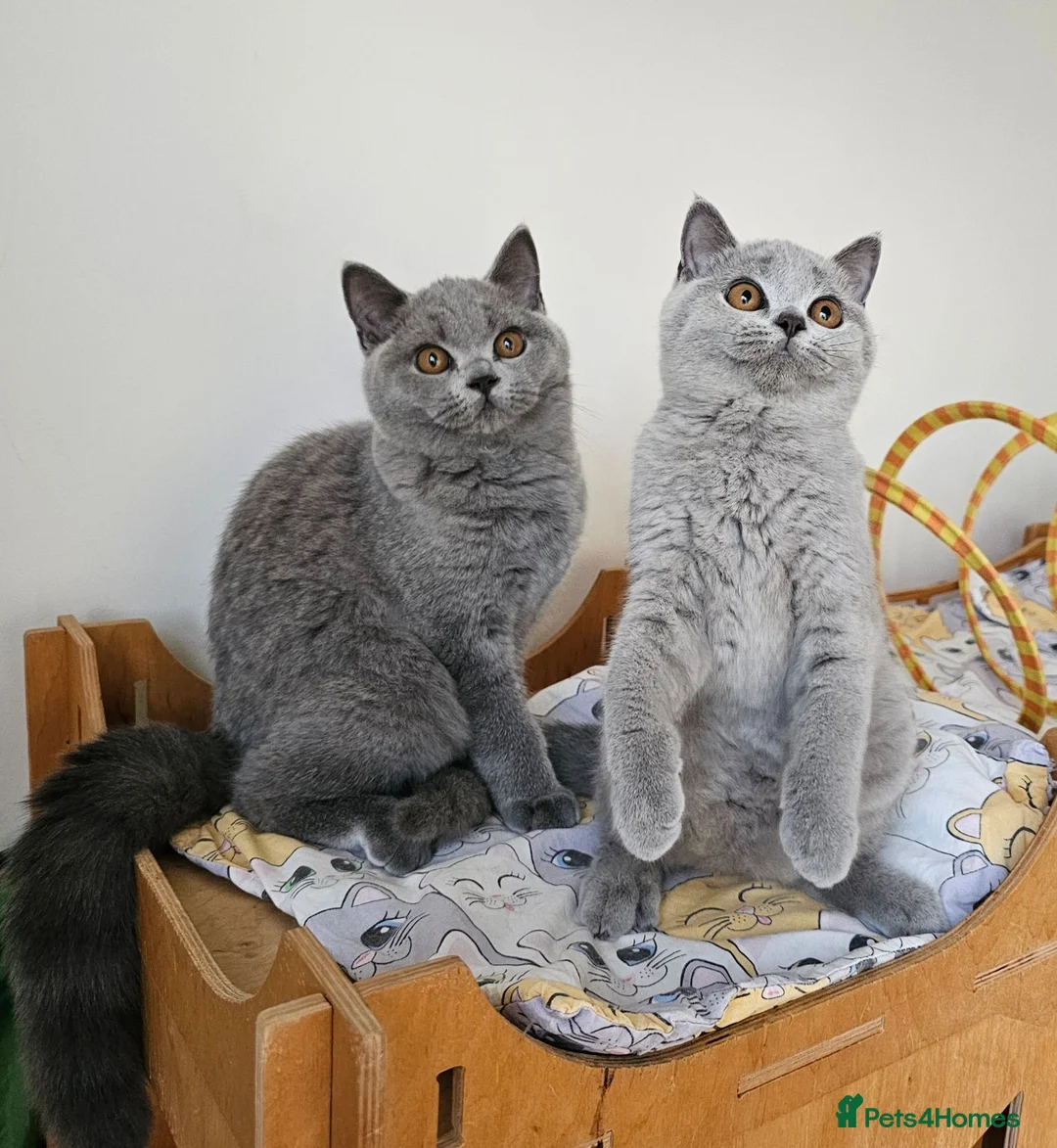 British Shorthair cats for sale: Stunning British Shorthair blue kittens NEUTERED - Advert 2