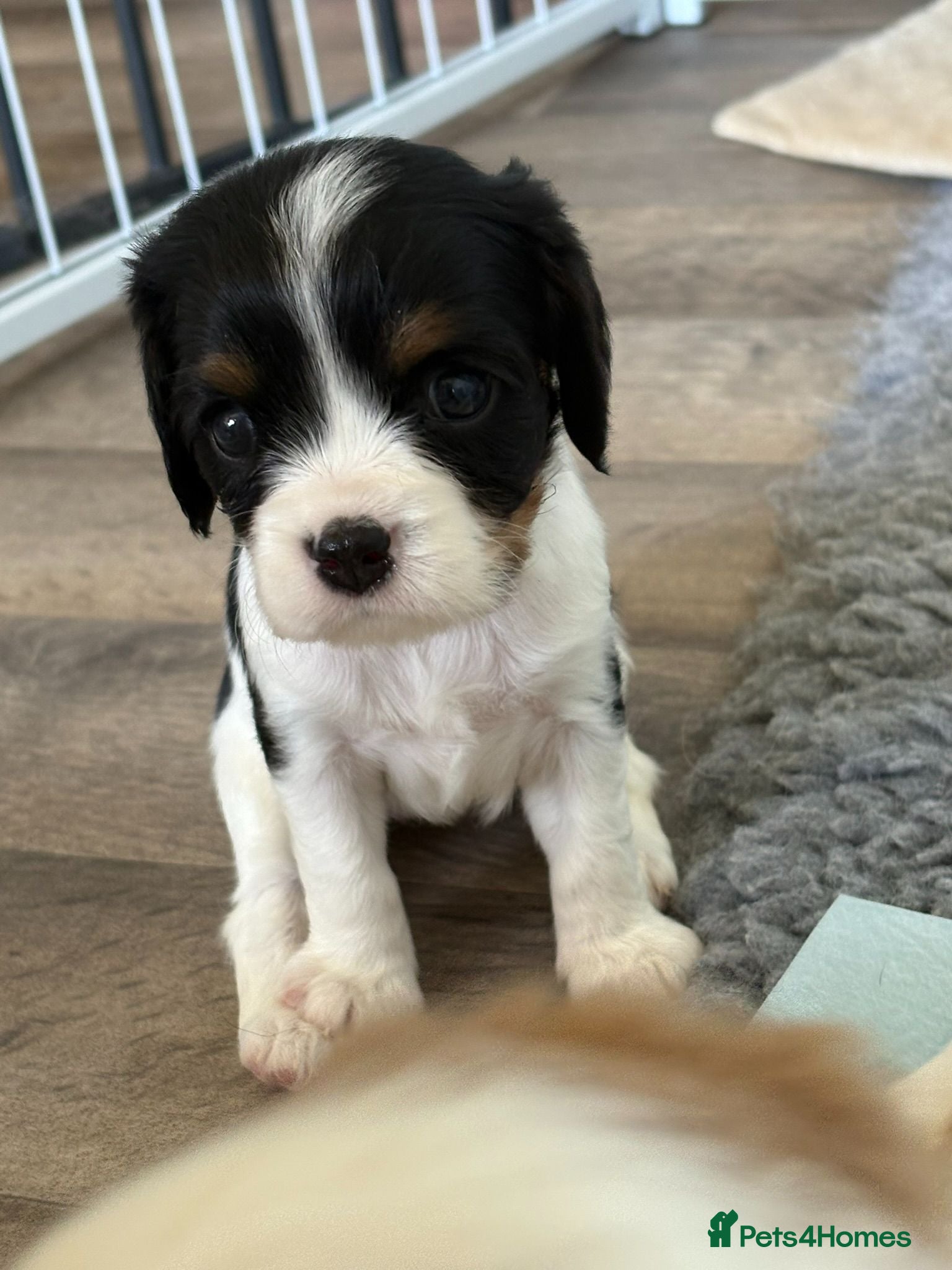 Cavalier King Charles Spaniel dogs DNA Tested Cavalier King Charles Spaniels Puppies - Advert 1