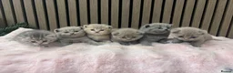 British Shorthair cats for sale: Pure British Shorthair  - Advert 2