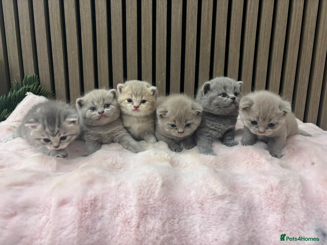 British Shorthair cats for sale: Pure British Shorthair  - Advert 2