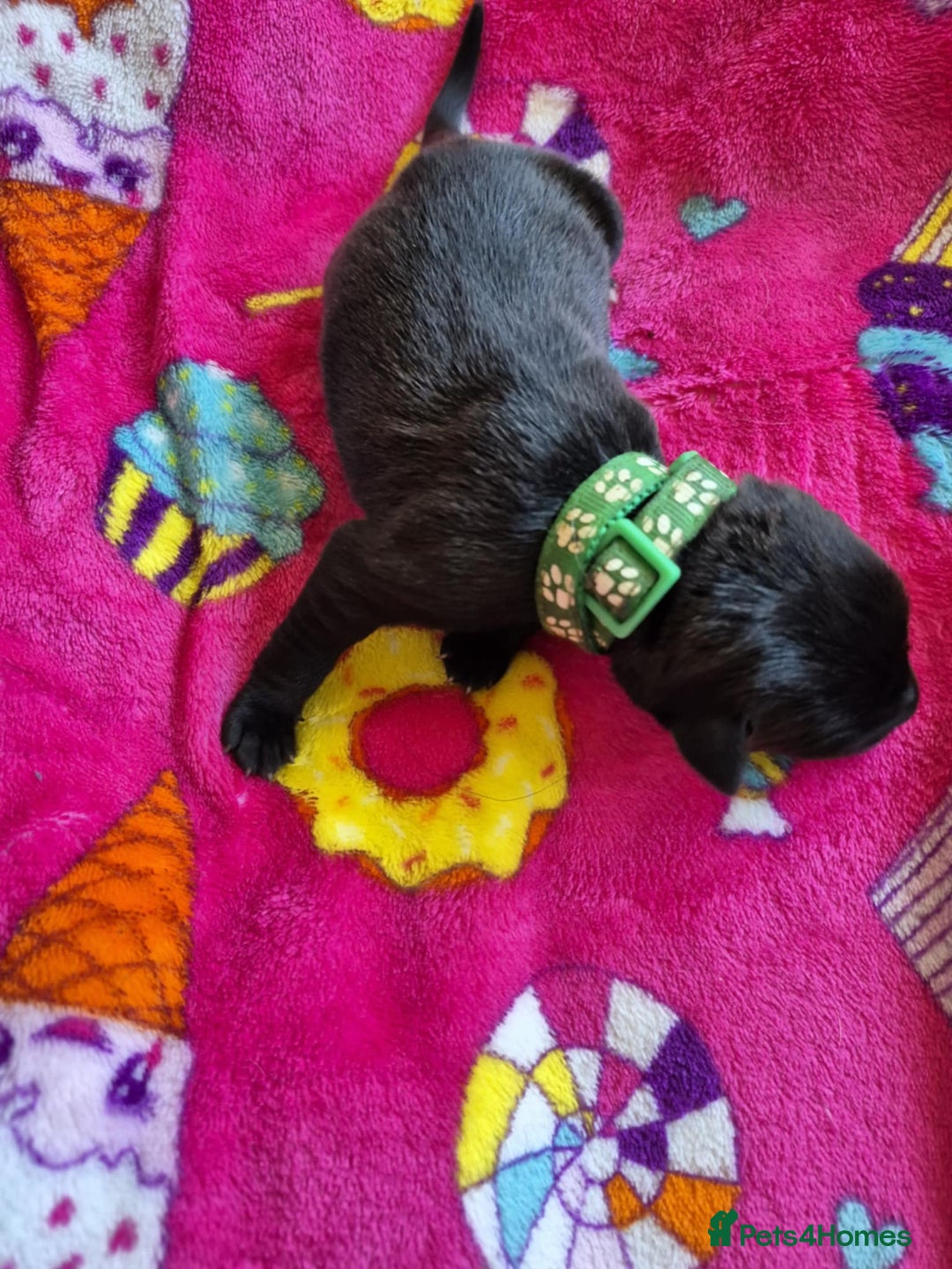 Mixed Breed dogs for sale: Mixed breed puppies for sale  - Advert 12