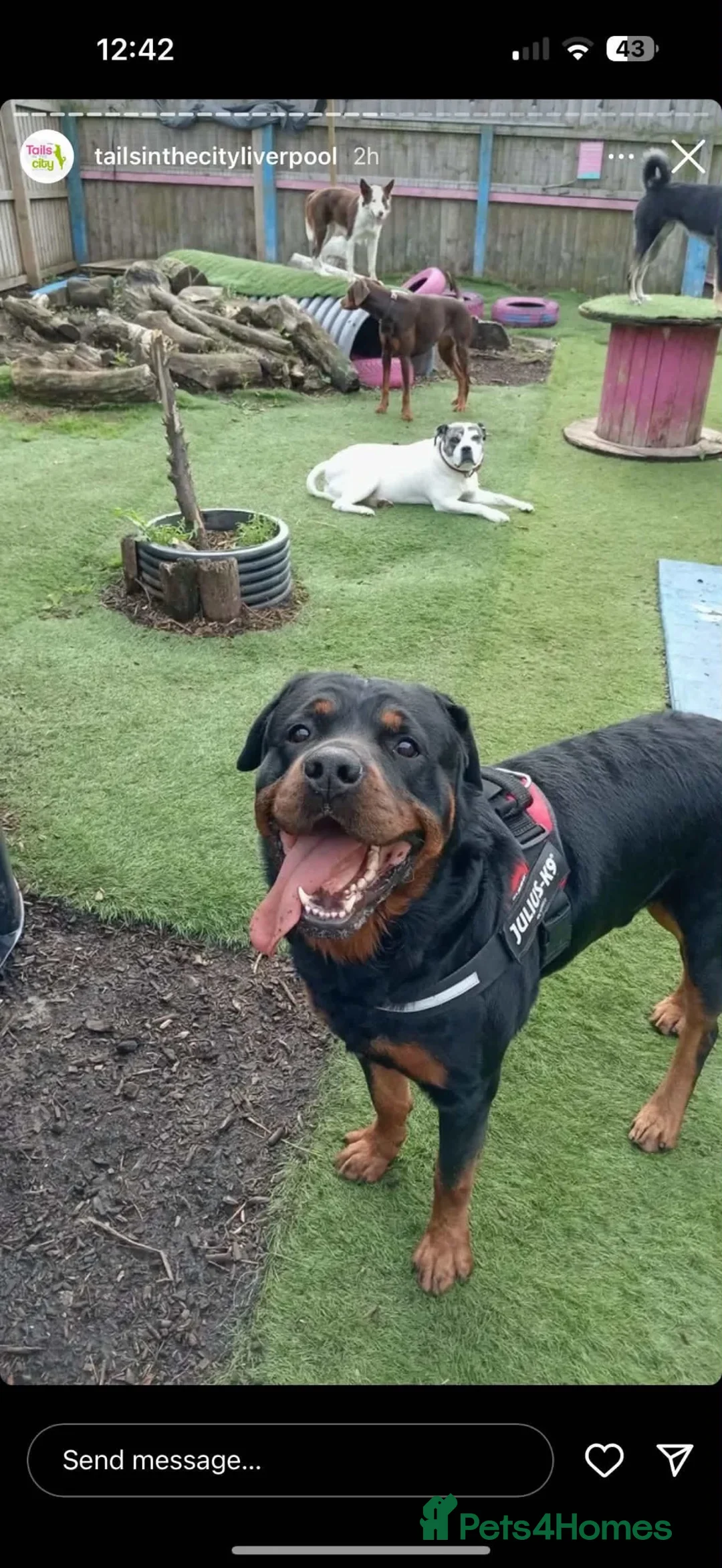Rottweiler dogs for sale: Bear- Male- 6 years old - Advert 4