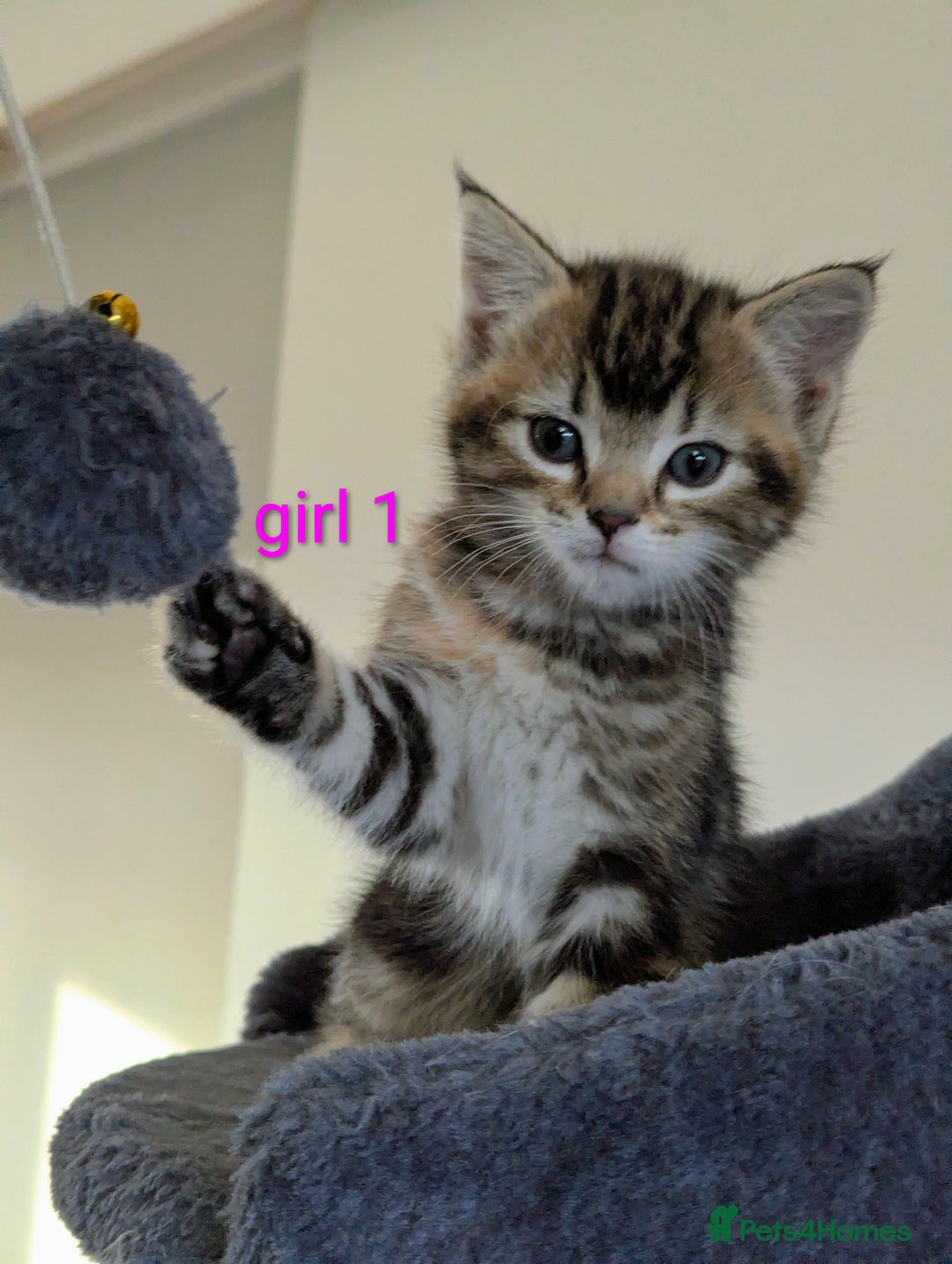 Mixed Breed cats for sale: Gorgeous kittens for sale £250 males £300 females - Advert 10