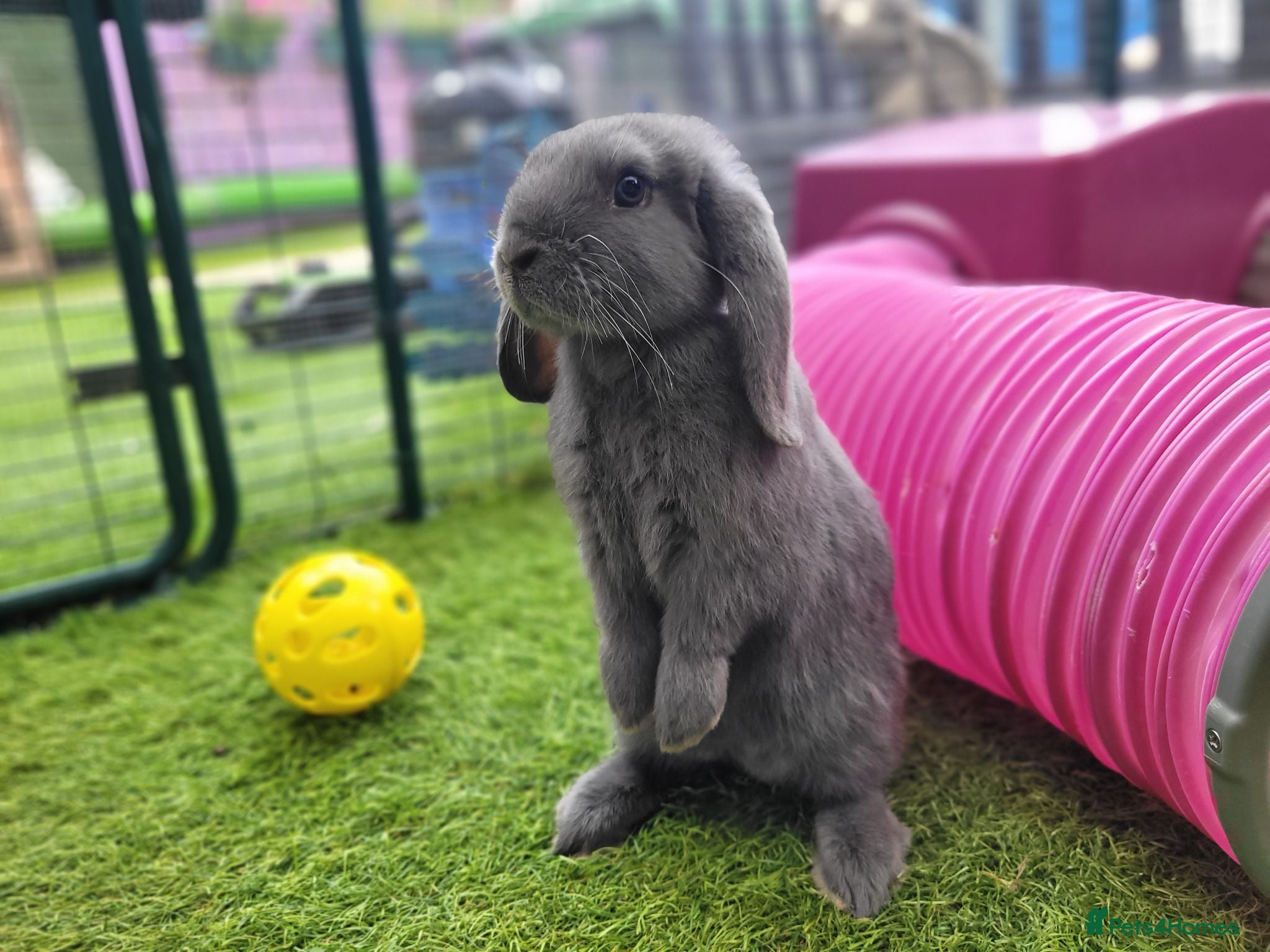 Mini Lop rabbits Beautiful Mini Lop Mix Rabbits - READY THURSDAY  - Advert 1