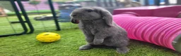 Mini Lop rabbits for sale: Beautiful Mini Lop Mix Rabbits - READY THURSDAY  - Advert 1