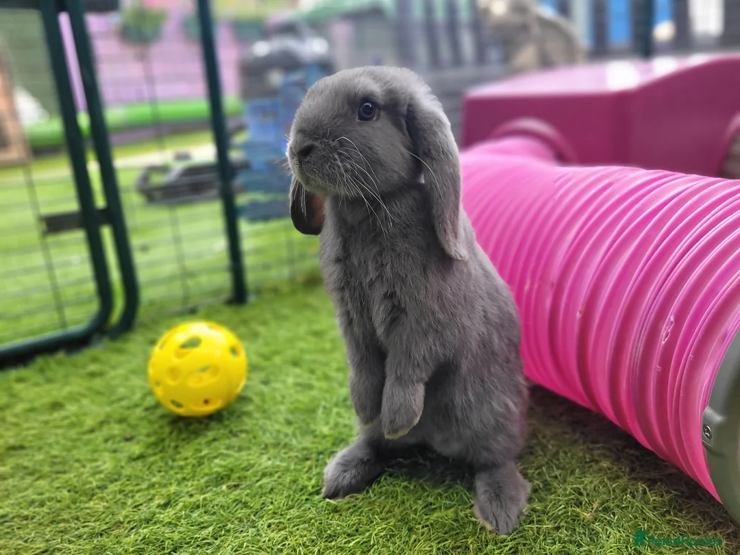 Mini Lop rabbits for sale: Beautiful Mini Lop Mix Rabbits - READY THURSDAY  - Advert 1