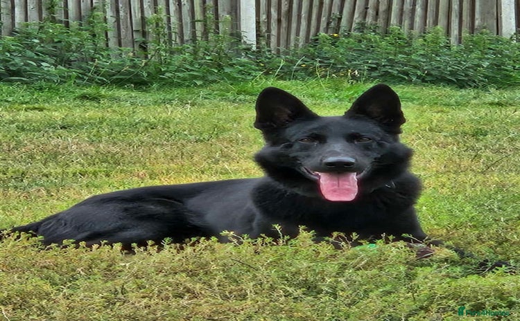 German Shepherd dogs - Advert 2