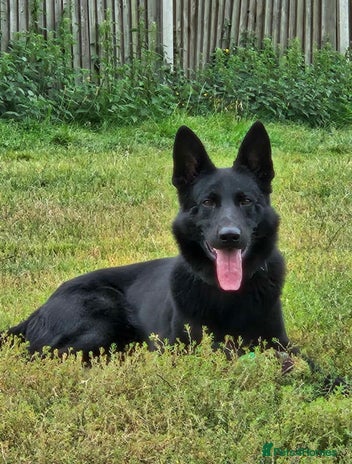 German Shepherd dogs - Advert 2