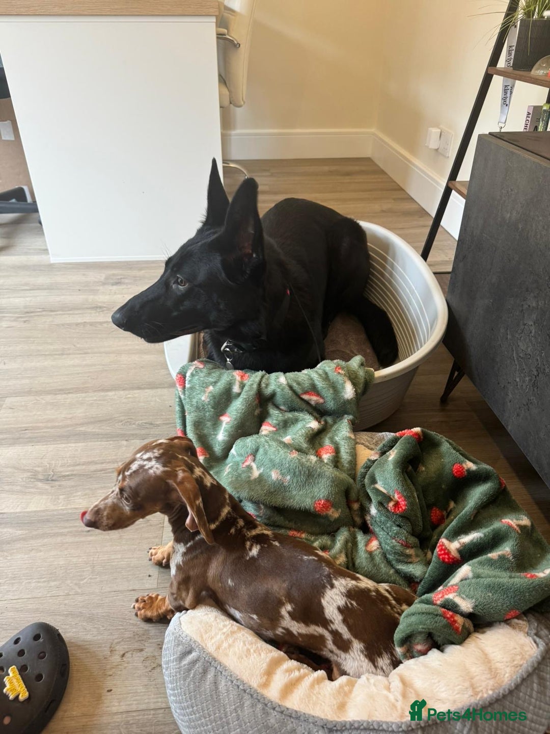 German Shepherd dogs for sale: Fully Trained Black German Shepherd - Advert 3