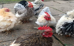Hens poultry for sale: Chickens for sale - Image 12