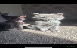 Ragdoll cats for sale: My daisy is expecting fluffy ragdolls 🥹🏡 - Image 3