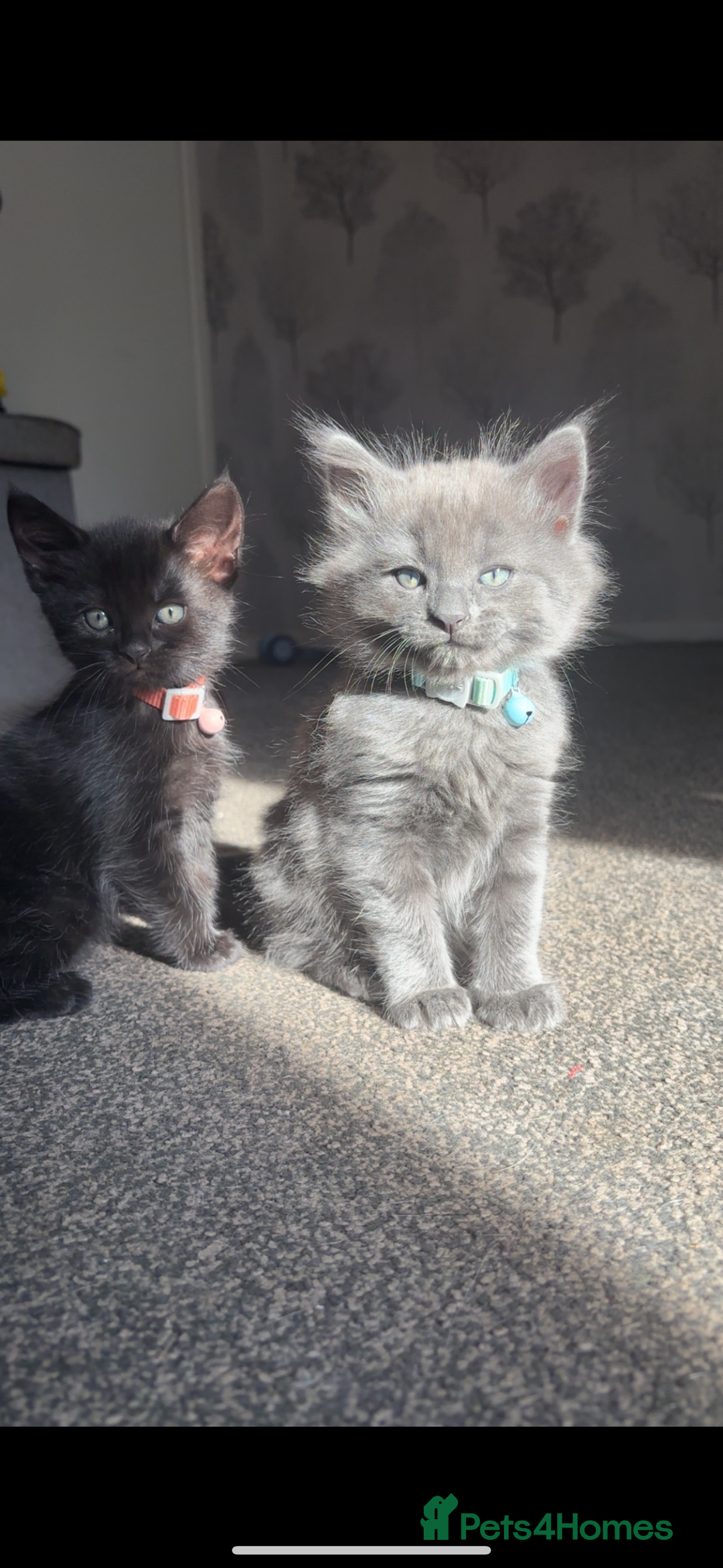 Ragdoll cats for sale: My daisy is expecting fluffy ragdolls 🥹🏡 - Image 3