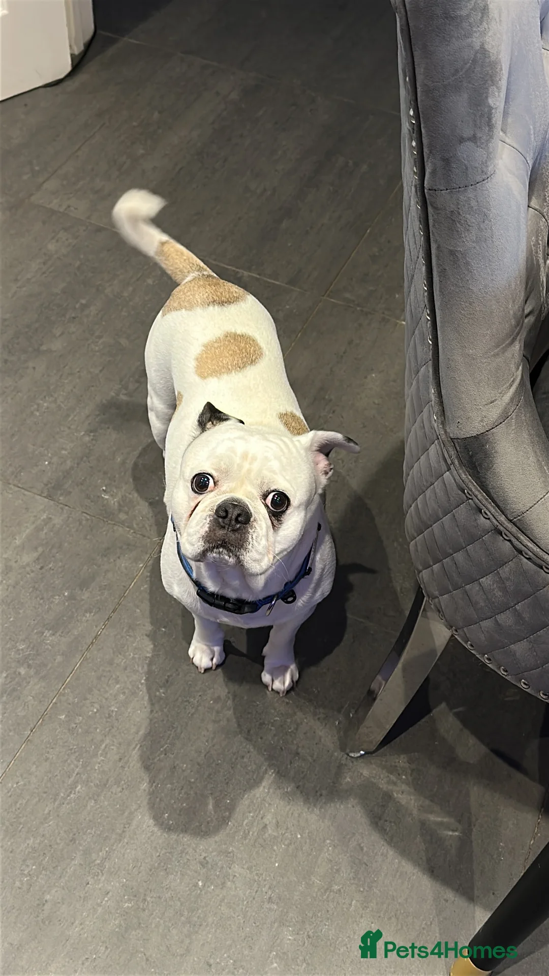 French Bulldog dogs for stud: Frug to Stud! - Advert 2