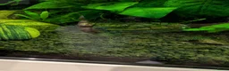 Catfish fish for sale: 25-30 Bristlenose Catfish for sale  in Worcester - Advert 5