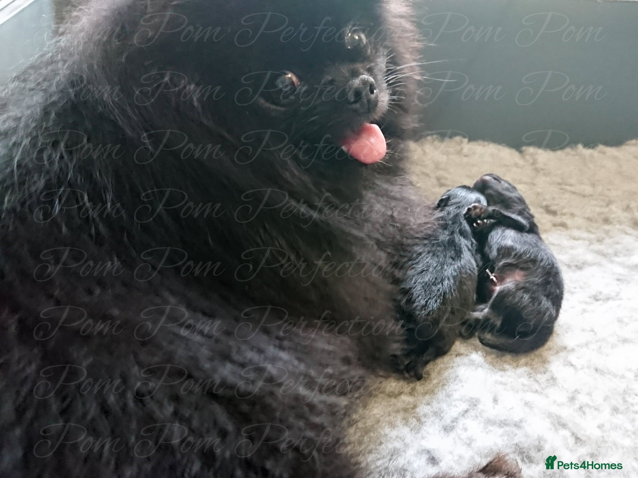 Pomeranian dogs Teddy Bear Pomeranian Puppies  - Advert 2